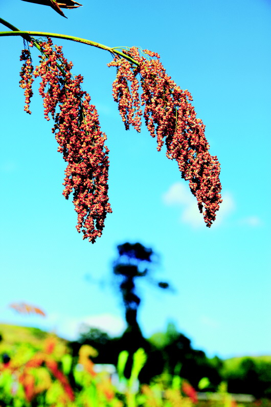 打造世界酱香白酒产业基地核心区     仁怀:“双千亿”强市奔向新征程(2)